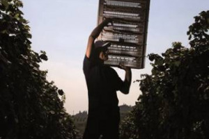 Un milione di lavoratori, la metà “under 45”, e 11 miliardi di euro distribuiti dalle imprese: l’occupazione in agricoltura per Confagricoltura. Il presidente Guidi: “lotta a irregolarità, ma sul nostro lavoro si parla solo di caporalato e voucher”