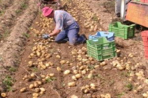 Sono 3,3 milioni i lavoratori delle imprese che operano nel sommerso, 100.000 in false cooperative. Agricoltura secondo settore per irregolarità, con un tasso del 23,4% (nella ristorazione è il 17,7%). Lo dice il rapporto Censis e Confcooperative