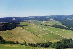 DALLA VIGNA ALLA CANTINA: I VINI DI ROCCA DELLE MACIE
