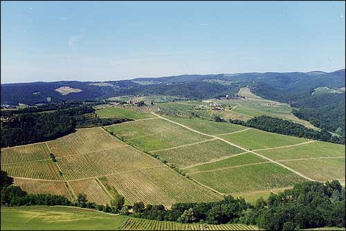 Una veduta dall’altro dei vigneti di Rocca delle Macie
