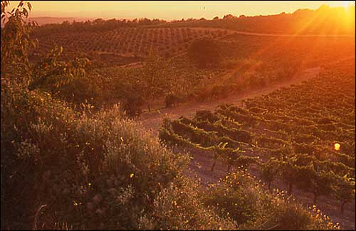 Una splendida veduta dei vigneti di Rocca delle Macie