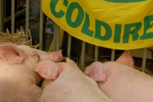 L’ECONOMIA DI CARTA UCCIDE QUELLA REALE? E GLI ALLEVATORI ITALIANI PORTANO I MAIALI A MILANO IN BORSA. LA SINGOLARE PROTESTA ANDRÀ IN SCENA IL 26 LUGLIO ED E’ PROMOSSA DA COLDIRETTI PER SALVARE GLI ALLEVAMENTI E LA VERA SALUMERIA MADE IN ITALY