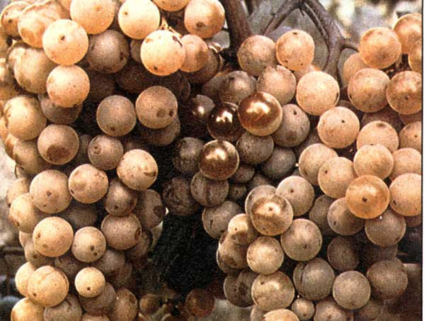 Malvasia del Chianti