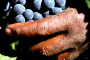 SE PARLARE DI ETICA NEL VINO NON &Egrave; SOLO DISCUTERE DI RISPETTO DELL&rsquo;AMBIENTE O NATURALIT&Agrave; DEL PRODOTTO: IN SUDAFRICA (PRODUTTORE N. 8 AL MONDO) I CONTADINI HANNO SCIOPERATO PER IL RADDOPPIO DEL SALARIO, 11 DOLLARI AL GIORNO. CON 1 MORTO E 5 FERITI