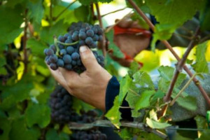 VENDEMMIA 2010 - CLIMA DI INCERTEZZA NEI TERRITORI DEI GRANDI ROSSI (DAL PIEMONTE ALLA TOSCANA, DAL VENETO ALLA SICILIA), CALO QUANTITATIVO GENERALIZZATO, MA QUALIT&Agrave; INTERESSANTE. ECCO I COMMENTI DI TANTE AZIENDE DI RIFERIMENTO DELL&rsquo;ENOLOGIA &hellip;