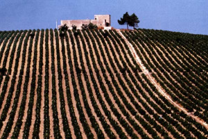 DALLA SICILIA PARTE UN CONCORSO LETTERARIO ISPIRATO AL VINO