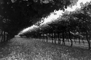 LA GRANDINE DISTRUGGE IL 50% DI MARZEMINO: IN TRENTINO, SOPRATTUTTO IN VALLAGARINA, COLPITI DURAMENTE 500 ETTARI DI VIGNETO