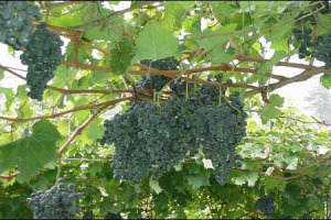 ENOLOGI E VIGNAIOLI CON SECCHIELLO E PALETTA … MA NON IN SPIAGGIA: L’ANDAMENTO CLIMATICO DELL’ANNATA ANTICIPA I TEMPI DELLA VENDEMMIA E COSTRINGE GLI ADDETTI AI LAVORI A PASSARE IL FERRAGOSTO TRA I VIGNETI ... TANTE OPINIONI RACCOLTE DA TUTTA ITALIA