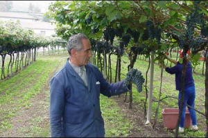 ASSEGNATO ALLA CANTINA D&#8217;ISERA L&#8217;OSCAR ALLA VIGNA PIÙ BELLA DI MARZEMINO, UNA DEI SIMBOLI DELL&#8217;ENOLOGIA TRENTINA. IL CONCORSO, CHE MIRA ANCHE ALLA DIFESA DEI VITIGNI AUTOCTONI, E&#8217; GIA&#8217; UN ESEMPIO PER ALTRI TERRITORI DEL VINO