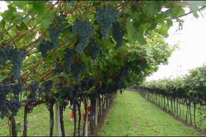 ALLA RICERCA DEL VITIGNO PERDUTO: PARTE DAL TRENTINO PER IL CAUCASO UNA SPEDIZIONE PER SCOPRIRE LE ORIGINI DEL MARZEMINO. IL NOVELLO INDIANA JONES E’ IL PROFESSOR ATTILIO SCIENZA, UNO DEI MASSIMI ESPERTI ITALIANI DI VITIVINICOLTURA