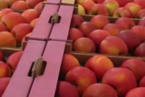 I produttori di mele italiani sono impegnati da anni a ridurre l’uso di agro farmaci, ma gli italiani non lo sanno, e bocciano, come rivela la prima indagine sulla sostenibilità della mela italiana, le coltivazioni di mele vicino ai centri abitati