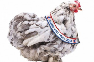 Miss Francia? E’ Angelle, una gallina, “Miss Poule 2014”, la più bella del pollaio eletta dai francesi tra quasi 1.000 candidate. Immancabile, accanto, “Mister Coq”, il gallo più elegante del cortile francese, nonché emblema del Paese d’Oltralpe