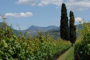 &ldquo;LA NUOVA OCM VINO AVRA&rsquo; UN IMPATTO SOCIO-ECONOMICO DEVASTANTE SUI TERRITORI&rdquo;. LO DICE L&rsquo;AREV-ASSEMBLEA DELLE REGIONI EUROPEE VITICOLE CHE, DA BRUXELLES, LANCIA L&rsquo;ALLARME ALLE ISTITUZIONI EUROPEE E PREPARA UNO STUDIO SULL&rsquo;IMPATTO DELL&rsquo;OCM VINO