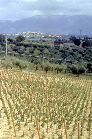 Un panorama di Montefalco