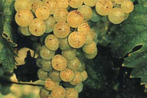 IN USA IL VINO PIACE &ldquo;DOLCE&rdquo;: IL MOSCATO VOLA NELLE PREFERENZE DEI CONSUMATORI AMERICANI E DIVENTA UN VERO E PROPRIO MUST, FIGLIO DI UNA CRESCITA NEI CONSUMI DI OLTRE IL 100% TRA IL 2009 ED IL 2010. E LE CANTINE DELLA CALIFORNIA CAVALCANO L&rsquo;ONDA