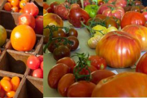 Alla riscoperta degli antichi ortaggi italiani, a Milano per il “Festival della Biodiversità”: dal 12 al 20 settembre il Vivaio Comunale di Villa Lonati ospita la mostra “In Arte Hortum”, tra piante, semi, e una collezione di 100 pomodori dal mondo