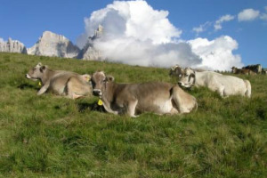 Una “Marcia delle Vacche” per protestare contro il caro prezzi del latte italiano alla stalla: gli agricoltori Cia riunisce gli allevatori il 7 marzo al Mercato del bestiame di Carmagnola, per attrarre l’attenzione su un comparto in agonia