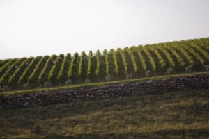 AMARONE A TUTTA FORZA: IL VINO LEADER DELLA VALPOLICELLA SUPERA I 12 MILIONI DI BOTTIGLIE E TRAINA UN TERRITORIO CHE HA VISTO LE AZIENDE &ldquo;TRASFORMATRICI&rdquo; PASSARE DA 118 A 213 DAL 2004 AL 2010. ED ORA SI PUNTA SULL&rsquo;EXPORT IN RUSSIA E NORD EUROPA