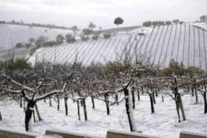 Torce termiche nei vigneti e negli uliveti e coperte ai vitellini: nelle campagne italiane si corre ai ripari per l’ondata di freddo, Coldiretti e Confagricoltura lanciano l’allarme. Al Sud e nelle isole intanto piove, arginando il problema siccità
