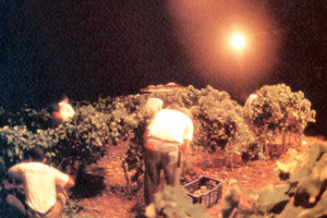 VENDEMMIA AL CHIARO DI LUNA PER “DONNAFUGATA”