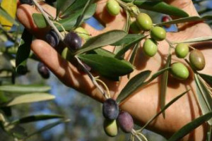 Crolla la produzione olivicola nel Mediterraneo, ma i consumi continuano a crescere, specie nei Paesi extra-Ue: ecco l’istantanea della situazione del comparto olivicolo scattata ad “Olio Capitale”, di scena oggi a Trieste