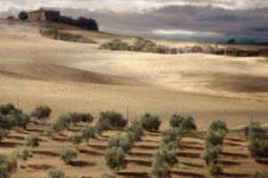 Dopo l’ingresso degli oliveti terrazzati della Città dell’Olio di Vallecorsa nel Registro Nazionale dei Paesaggi Rurali del Ministero delle Politiche Agricole, traguardo vicino per altri tre territori caratterizzati dall’ulivo simbolo del Mediterraneo