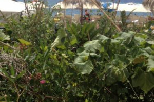 SEMPRE PIÙ CAMPAGNA NEL CUORE DI PALERMO. NELLA CITTÀ SICULA ARRIVA IL SECONDO “ORTO URBANO CONDIVISO” DI CODIFAS, IL CONSORZIO DI DIFESA DELL’AGRICOLTURA SICILIANA. L’IDEA È DI PROMUOVERE UN’ECONOMIA ALTERNATIVA NEL RECUPERO URBANISTICO