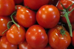 AGRICOLTURA: “BOICOTTARE POMODORINO”, CLASS ACTION CONTRO LA RAI. LO PROPONE IL SINDACO DI VITTORIA (RAGUSA), GIUSEPPE NICOSIA, CHE SCRIVE ALLA RAI PER PROTESTARE ...