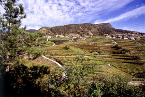 MARCHIO TERRITORIALE PER LA QUALITA' IN TRENTINO: "COLLINE AVISIANE"
