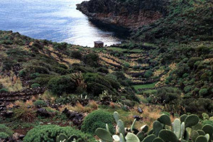 VIGNE VERTICALI - SE L’UVA CRESCE TRA LE STELLE ALPINE. BIANCHI E ROSSI MAGICI CHE NASCONO SUI MONTI IN CONDIZIONI ESTREME … MA ANCHE NELLE ISOLE: IL “CASO PANTELLERIA” E L’ESEMPIO DONNAFUGATA