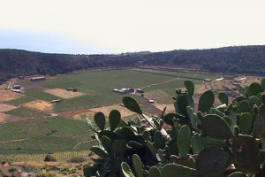 LA VITE AD ALBERELLO DI PANTELLERIA SI CANDIDA COME SITO UNESCO. IL DOSSIER INVIATO AL MINISTERO DELLE POLITICHE AGRICOLE DALL&rsquo;ISTITUTO DELLA VITE E DEL VINO, CONDOTTO DA CARTABELLOTTA E AGUECI. ECCO TUTTE LE MOTIVAZIONI DELLA CANDIDATURA ...