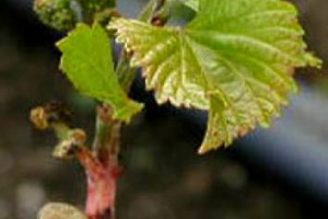 E SE ARRIVASSE UN &ldquo;PORTINNESTO UNIVERSALE&rdquo;, PER VITI IMMUNI DALL&rsquo;AGGRESSIONE TERMICA DEL CLIMA CHE CAMBIA E DALLE MALATTIE? ECCO L&rsquo;OBIETTIVO DEL PROGETTO INTERUNIVERSITARIO E MADE IN ITALY &ldquo;AGER&rdquo; SERRES. SPIEGATO DAL SUO COORDINATORE, ATTILIO SCIENZA