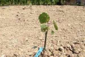 I &ldquo;PATRIARCHI&rdquo; DEL PROSECCO: A RECUPERARLI PER CREARE UNA SORTA DI &ldquo;VIGNETO-MUSEO&rdquo; A CIELO APERTO PER LA BIODIVERSIT&Agrave; DELLE COLLINE DI VALDOBBIADENE &Egrave; LA CANTINA RUGGERI, UNA DELLE GRIFFE DEL VINO ITALIANO PI&Ugrave; AMATO DEL MOMENTO IN TUTTO IL MONDO