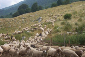 LA CRISI, IN ABRUZZO, SI PUÒ SCONFIGGERE USANDO I TERRENI INCOLTI COME PASCOLI PER OVINI E CAPRINI. “PERCHÉ IL MERCATO DEL LATTE DI CAPRA È IN CRESCITA”, COME SOSTIENE NUNZIO MARCELLI, PRESIDENTE DELL’ASSOCIAZIONE REGIONALE OVICAPRINI