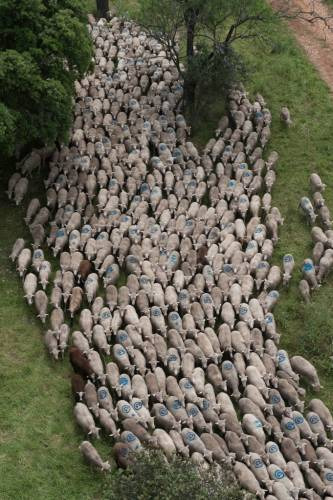 Anche greggi di pecore per “TransUmando”, evento itinerante tra campagna e città alla riscoperta dell’antico ed universale cammino di popoli ed animali verso i pascoli.
