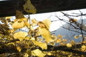 IN TRENTINO IL CALDO (PER ORA) NON SPAVENTA. LE PREVISIONI DEL CONSUETO INCONTRO PREVENDEMMIALE OSPITATO DALLA FONDAZIONE EDMUND MACH DI SAN MICHELE CON L&rsquo;ASSOCIAZIONE ENOLOGI ENOTECNICI ITALIANI PARLANO DI UN&rsquo;OTTIMA ANNATA CON QUANTIT&Agrave; IN CALO