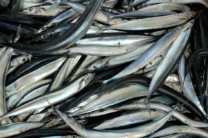 L’Italia dei prodotti tipici che nascono da mari, fiumi e laghi del Belpaese: 150 le Produzioni Agroalimentari Tradizionali ittiche riconosciute dal Ministero delle Politiche Agricole, nella mappa disegnata da Federcoopesca-Confcooperative