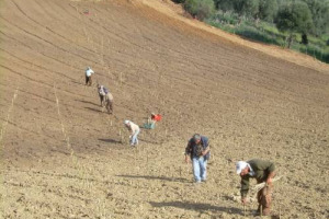 DIFFICILE DIRE CON ESATTEZZA QUANTO LAVORO E GIRO DI AFFARI RIESCANO A CREARE IN ITALIA IL VINO E IL SUO INDOTTO. MA &Egrave; UN FENOMENO DA DECINE DI MILIARDI DI EURO. DA MISURARE MEGLIO PER POTER FARE CON EFFICACIA LOBBYING A LIVELLO ISTITUZIONALE