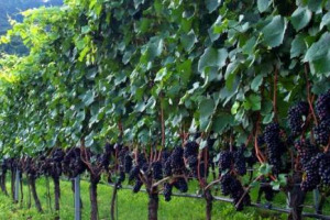 Pinot Nero, la Borgogna sempre al top come territorio preferito dai wine lovers (31%) ma l&rsquo;Oregon insegue da vicino (29%). A dirlo un sondaggio della rivista Usa &ldquo;Wine Spectator&rdquo; tra i consumatori del mercato n. 1 del vino (e dei borgognoni) al mondo