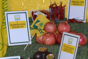 Dal peperoncino vietnamita alla melagrana e alle lenticchie turche, dall’ananas ghanese alle arance uruguage: ecco gli alimenti “stranieri” più a rischio in Italia. A dirlo il dossier “La crisi nel piatto degli italiani nel 2014” di Coldiretti
