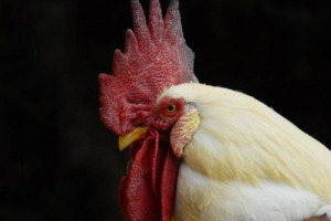 IN CINA SCOPPIA LO SCANDALO DELLE ZAMPE DI POLLO SURGELATE E SCONGELATE DOPO 50 ANNI. UNA PARTE USATA E APPREZZATA COME UNA PRELIBATEZZA DELLA CUCINA CINESE. AD ALLARMARE LE AUTORITÀ SANITARIE PUBBLICHE É LA SCOPERTA DELLA POLIZIA DI NANNING