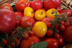 Dopo l’olio dalla Tunisia i pomodori dal Marocco: a gennaio import raddoppiato in Europa sullo stesso mese 2014, e per Coldiretti, che chiede l’intervento della Commissione Europea, è un attacco ai prodotti base della dieta mediterranea made in Italy