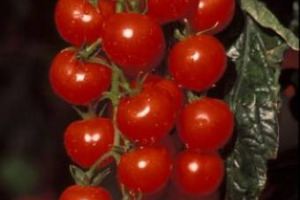 IL PACHINO DELLA DISCORDIA. I PRODUTTORI: AI MEDIA INTERESSANO SOLTANTO LE ESCORT, PER FARCI ASCOLTARE SAREMO COSTRETTI AD ABBASSARCI I PANTALONI IN PIAZZA. DANNO DA 2 MILIONI DI EURO”. IL MINISTRO GALAN: “LA RAI RIPARI CON TRASMISSIONE SU PACHINO”