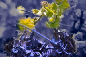 In Francia entrano nel catalogo nazionale dei vitigni 4 variet&agrave; resistenti alle malattie: Monarch Noir, Muscari Blanc, Prior Noir e Souvignier Gris dall&rsquo;Istituto di ricerca di Friburgo. Valenti: &ldquo;in Italia ancora incertezza dopo la sperimentazione&rdquo;