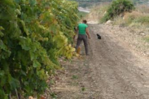 IL &ldquo;KM ILLIMITATO&rdquo;: LE 389 COOPERATIVE VINICOLE DI FEDAGRI-CONFCOOPERATIVE PRODUCONO MET&Agrave; DEL VINO ITALIANO, PER UN FATTURATO DI 2,8 MILIARDI DI EURO, DI CUI IL 44% GENERATO DALL&rsquo;EXPORT, DALLA GERMANIA AL CANADA, FINO AL GIAPPONE E ALLA RUSSIA