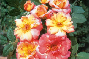 LE DIVERSE LETTURE DEL MONDO DEL VINO. DEBUTTO PER DIONISIA, LA ROSA SENTINELLA DEL VIGNETO. COSI' A VINITALY LE DONNE DEL VINO