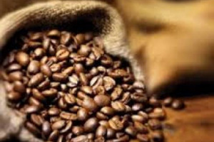 SVELATO IL DNA DI UNO DEI SIMBOLI DELL’ITALIANITÀ NEL MONDO: GRAZIE AD UNO STUDIO PROMOSSO DA ILLYCAFFÈ E LAVAZZA È STATA DECODIFICATA LA BASE GENETICA DEL CAFFÈ ARABICA. UNA SCOPERTA CHE AVRÀ UNA GRAND ECO SULL’ECONOMIA DELLA FILIERA DEL CAFFÈ