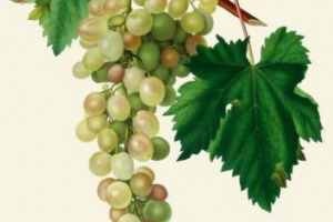 NASCE IL VIGNETO DELLA CITT&Agrave; DI SIENA: IMPIANTATE OGGI ALL&rsquo;ORTO DE&rsquo; PECCI LE PRIME BARBATELLE DI GORGOTTESCO E TENERONE, MAMMOLO E SALAMANNA. GLI ANTICHI VITIGNI RISCOPERTI TRA LE MURA E SALVATI DALL&rsquo;ESTINZIONE DA UNIVERSIT&Agrave; DI SIENA E CITT&Agrave; DEL VINO