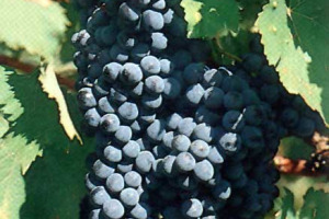 RUMORS - MONTALCINO: INDAGINI “PALMO A PALMO” NEI VIGNETI DEL BRUNELLO