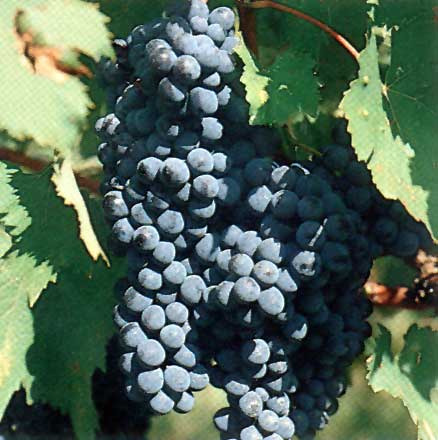 Uno dei vitigni principe dell’enologia italiana: il Sangiovese